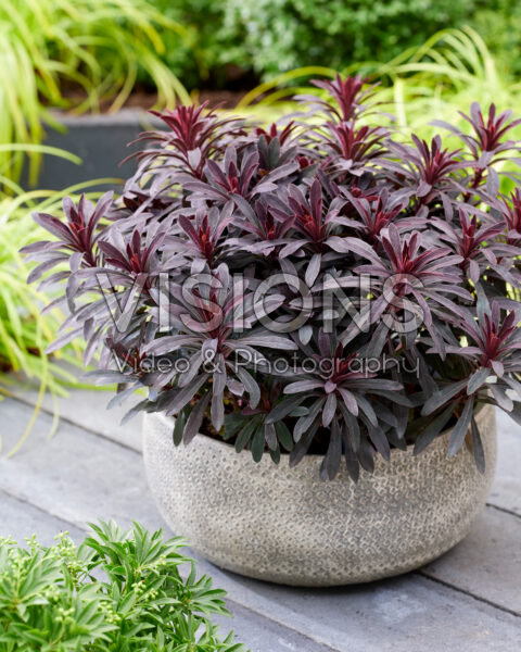 Euphorbia Miner's Merlot