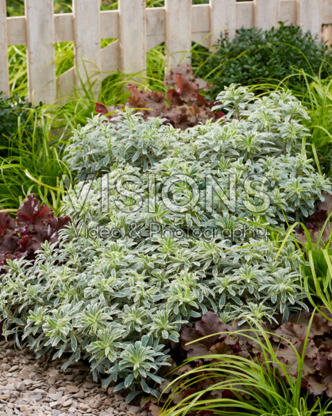 Euphorbia characias Silver Swan® Euphorbia characias Silver Swan®
