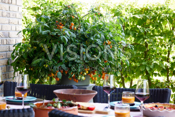 Solanum lycopersicum Solanum lycopersicum