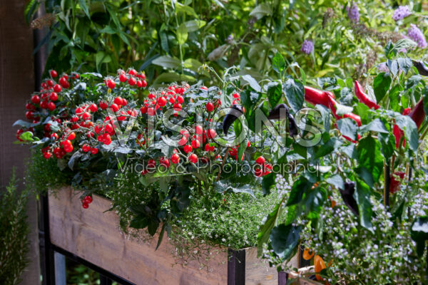 Tomaten en paprika's in terras container