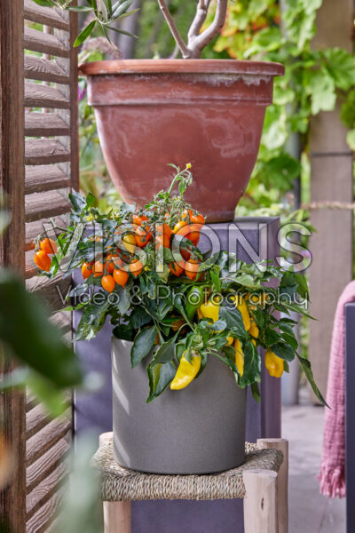 Tomatoes and peppers in pot