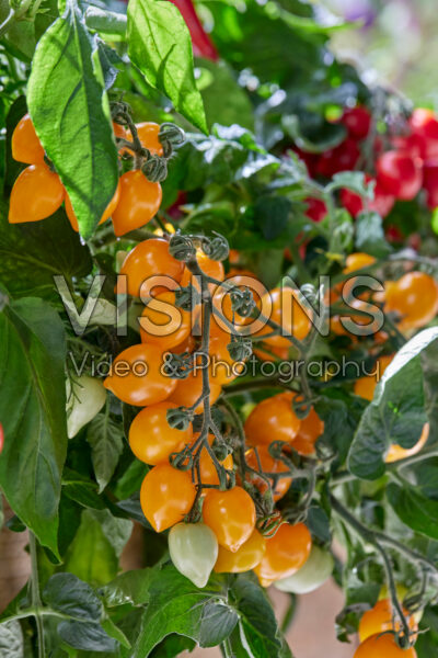 Solanum lycopersicum Solanum lycopersicum