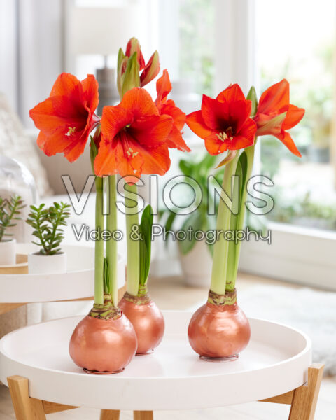 Wax Amaryllis