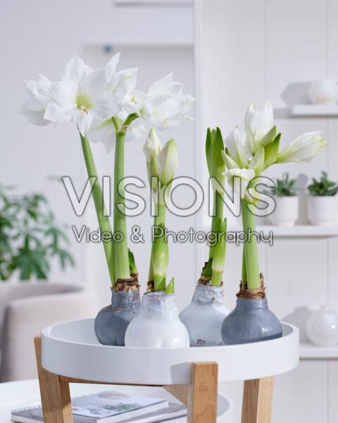 Wax Amaryllis Wax Amaryllis