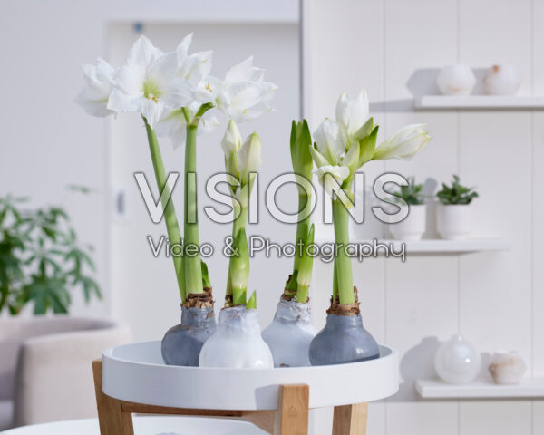 Wax Amaryllis