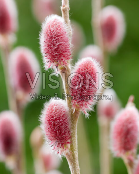 Salix gracilistyla Mt Aso Salix gracilistyla Mt Aso