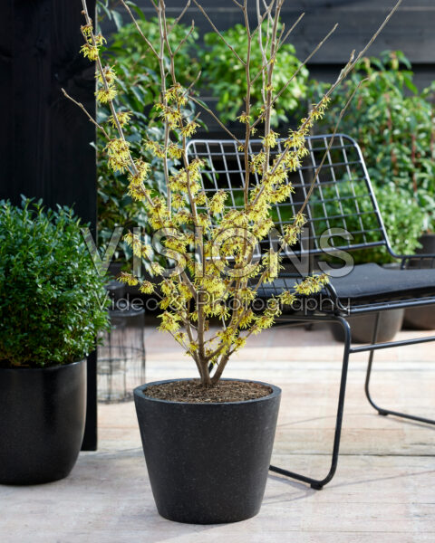 Hamamelis x intermedia Arnold Promise Hamamelis x intermedia Arnold Promise