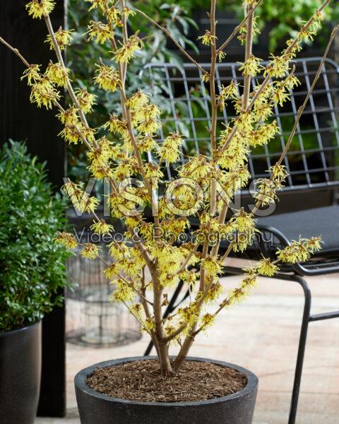 Hamamelis x intermedia Arnold Promise