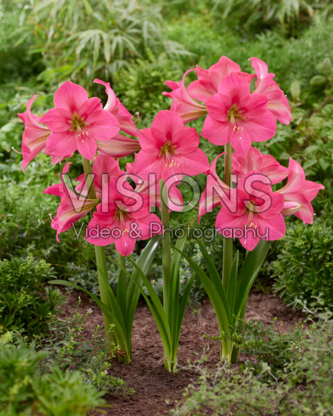 Hippeastrum Pretty in Pink