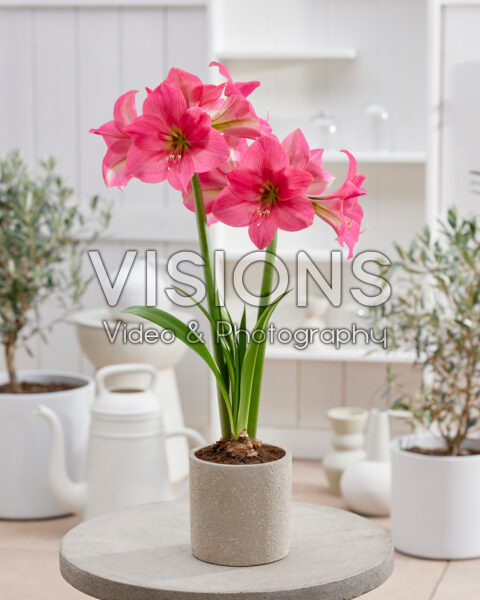 Hippeastrum Pretty in Pink Hippeastrum Pretty in Pink