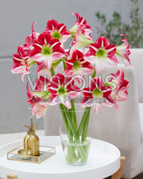 Hippeastrum Route 66 Hippeastrum Route 66