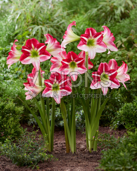 Hippeastrum Route 66 Hippeastrum Route 66