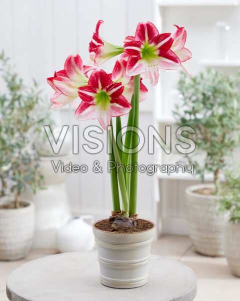 Hippeastrum Route 66 Hippeastrum Route 66