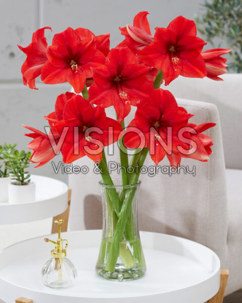 Hippeastrum Ayers Rock Hippeastrum Ayers Rock