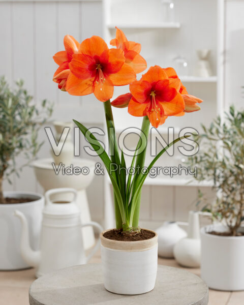 Hippeastrum Rising Star Hippeastrum Rising Star