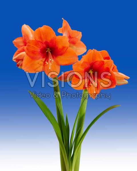 Hippeastrum Rising Star Hippeastrum Rising Star