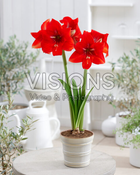 Hippeastrum Magma Hippeastrum Magma
