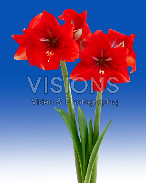 Hippeastrum Magma Hippeastrum Magma