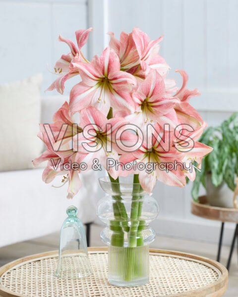Hippeastrum River Dance Hippeastrum River Dance