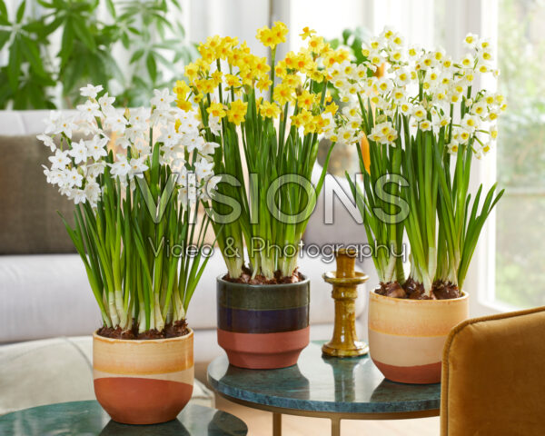 Tazetta Narcissus collectie