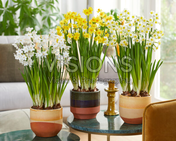 Tazetta Narcissus collection Tazetta Narcissus collection