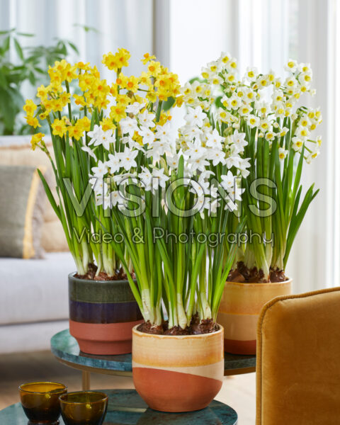 Tazetta Narcissus collectie