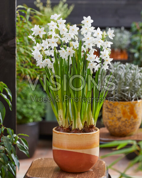 Narcissus Paper White Narcissus Paper White