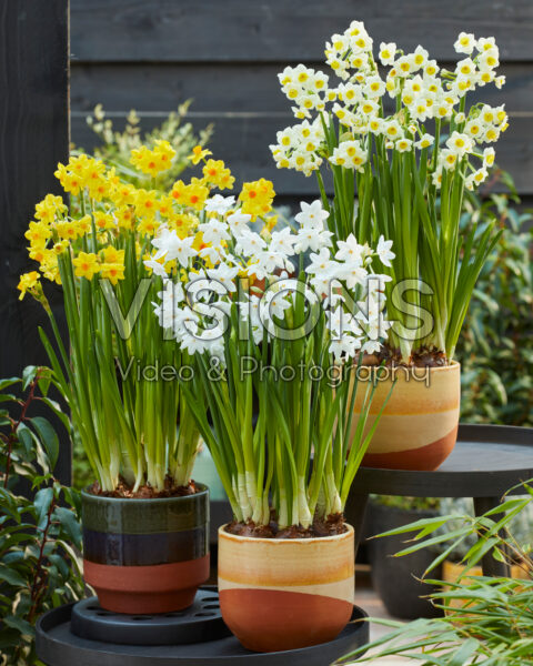 Tazetta Narcissus collection
