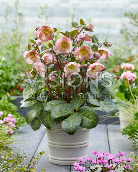 Helleborus Penny's Pink Helleborus Penny's Pink