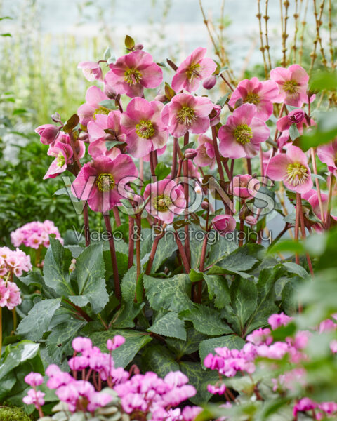 Helleborus Anna's Red Helleborus Anna's Red