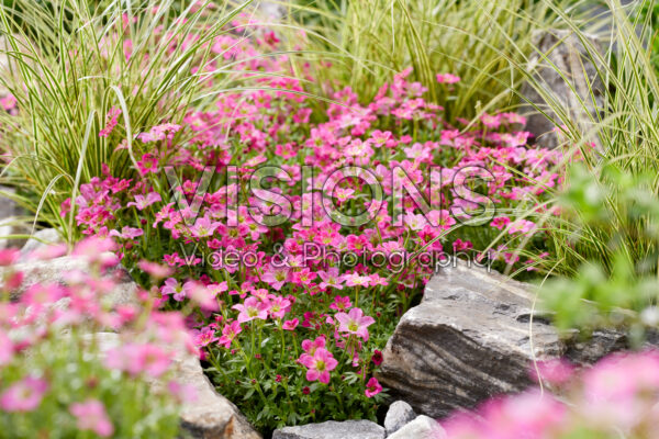 Saxifraga Touran™ Neon Rose