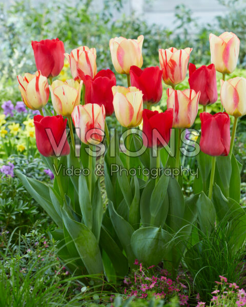 Tulipa Spryng mix