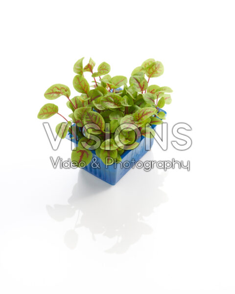 Vene Cress Vene Cress