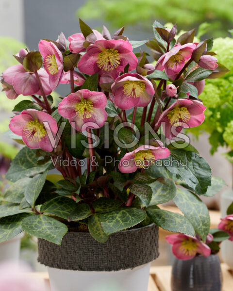 Helleborus Pippa's Purple Helleborus Pippa's Purple