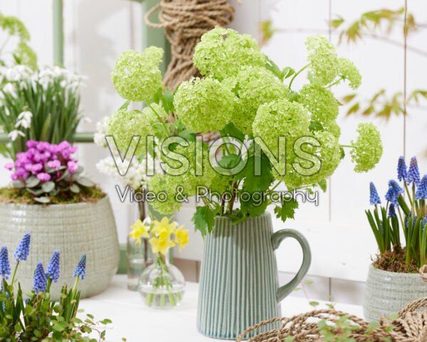 Viburnum flowers in vase