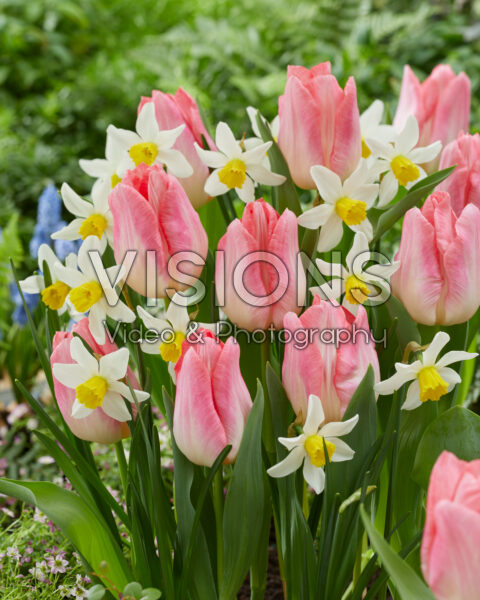 Tulipa Beauty Queen, Narcissus Jack Snipe Tulipa Beauty Queen, Narcissus Jack Snipe