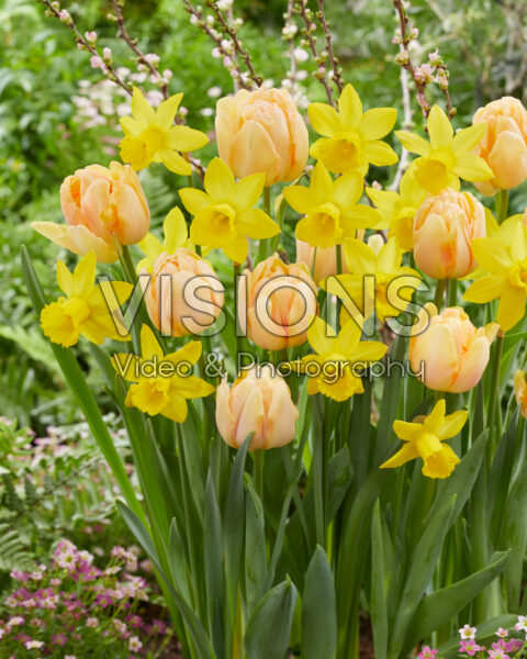 Tulipa Foxy Foxtrot, Narcissus Percuil Tulipa Foxy Foxtrot, Narcissus Percuil