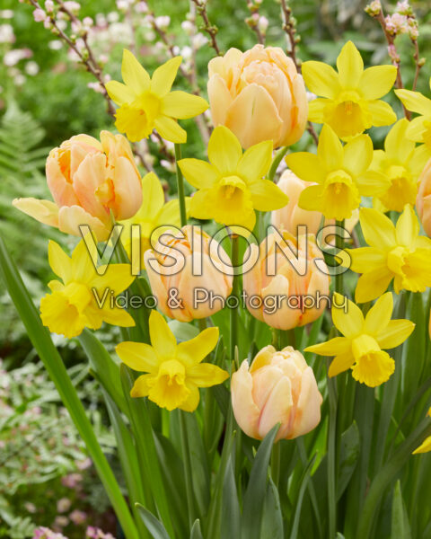Tulipa Foxy Foxtrot, Narcissus Percuil Tulipa Foxy Foxtrot, Narcissus Percuil
