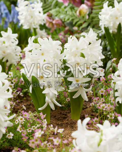 Hyacinthus Siberia