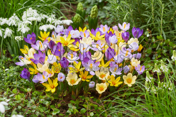 Crocus mix Crocus mix