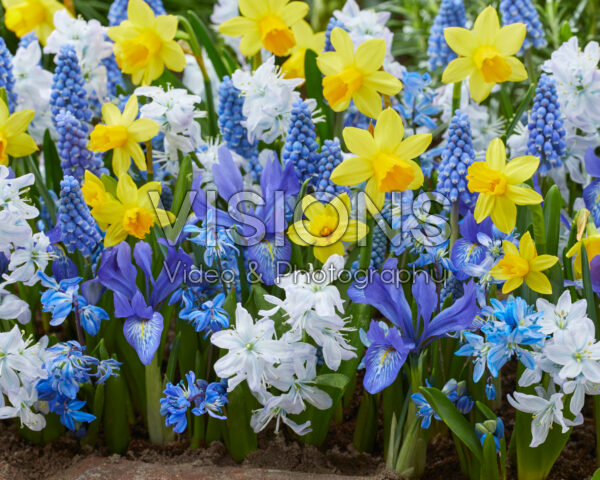 Early spring flower mix blue and yellow