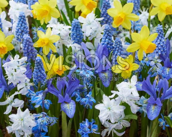 Early spring flower mix blue and yellow