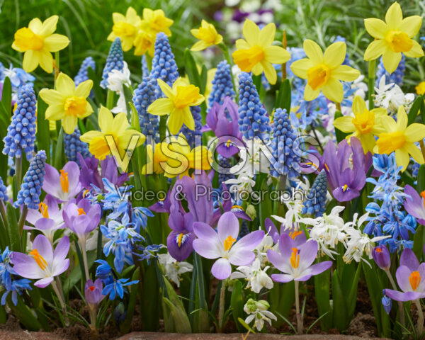 Early spring flower mix Early spring flower mix