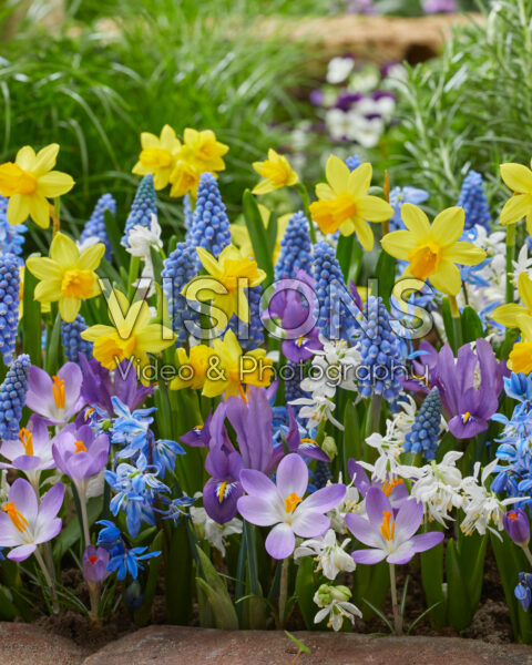 Early spring flower mix Early spring flower mix
