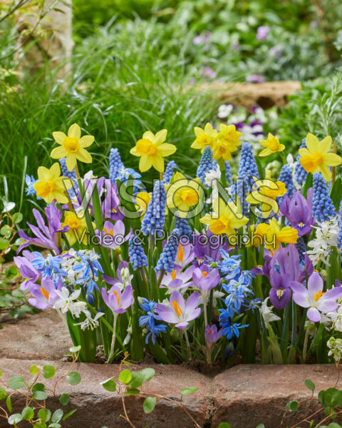 Early spring flower mix Early spring flower mix