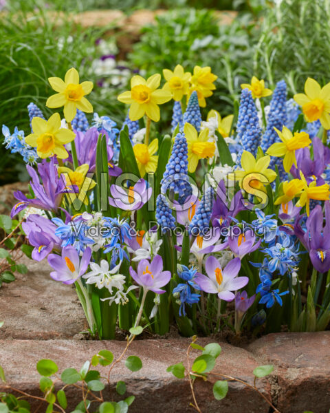 Early spring flower mix Early spring flower mix