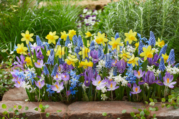 Early spring flower mix Early spring flower mix