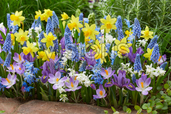 Early spring flower mix Early spring flower mix