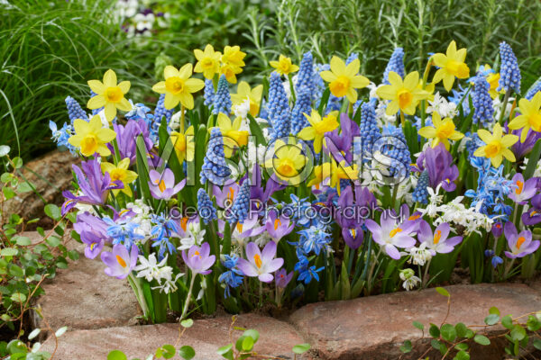 Early spring flower mix