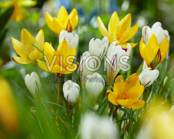 Crocus Little Amber, Crocus versicolor Picturatus Crocus Little Amber, Crocus versicolor Picturatus